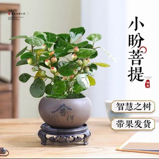 老桩带果精致居家阳台茶几好养土培精品禅意盆景 小盼菩提盆载