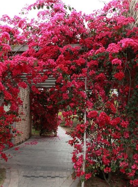 盆栽地栽巴西红色三角梅树苗庭院攀援花卉绿植物重瓣大苗三角梅苗