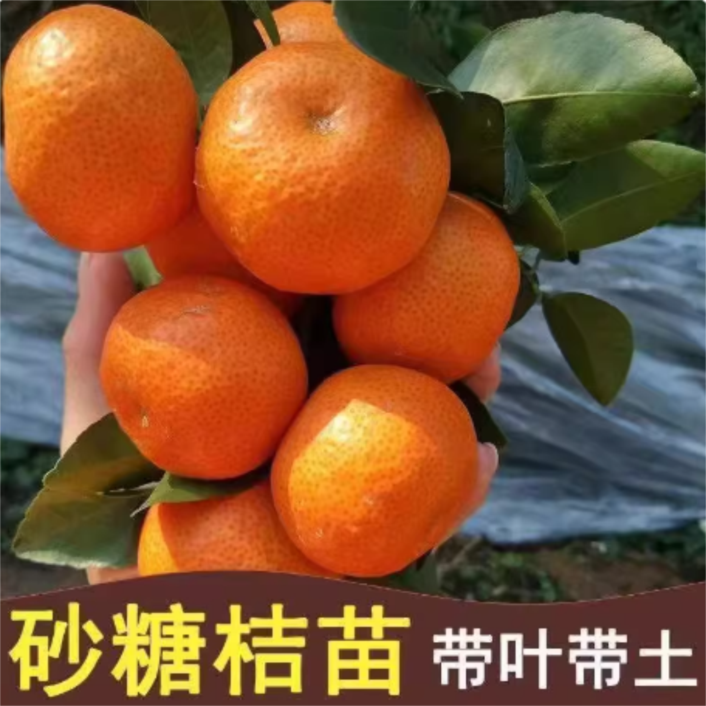 橘子苗果树苗柑橘盆栽地栽柚子砂糖蜜橘橙子苗沃柑金桔南北方种植