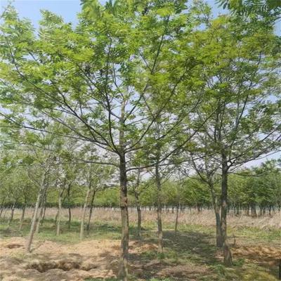 枫杨树苗公园绿化行道树枫杨树庭院别墅公园厂区遮阴树乡土公路种