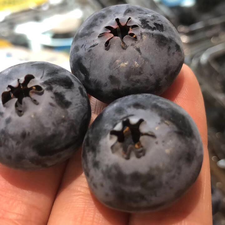 特大L25宝石蓝莓果树苗稀有蓝莓苗盆栽地栽苗南北方种植当年结果