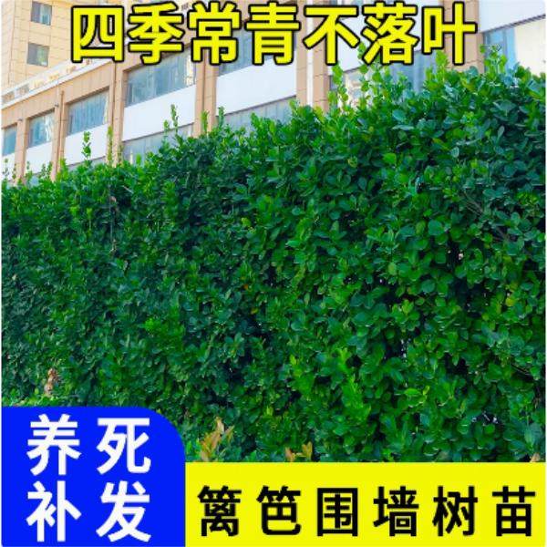 冬青树苗法国直立篱笆墙庭院围墙植物四季常青耐寒绿篱北海道黄杨