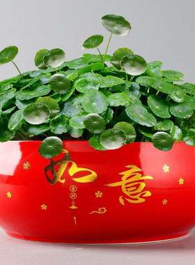 新疆包邮黄色陶瓷盆客厅无孔陶瓷铜钱草睡碗莲天鹅家用大号水培植