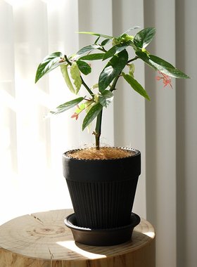 侘寂风桌面水泥花盆盆器轻兰花加仑黑色陶盆奢陶土ins植物北欧