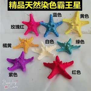 天然霸王海星标本 不可放水中 染色而得