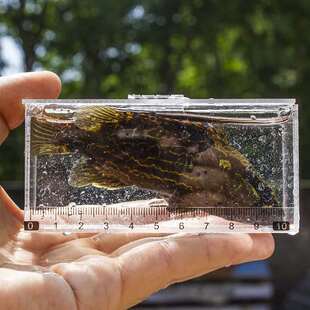 观鱼透明观察压克力测量盒野采刻度刻度尺可携式溪流钓鱼