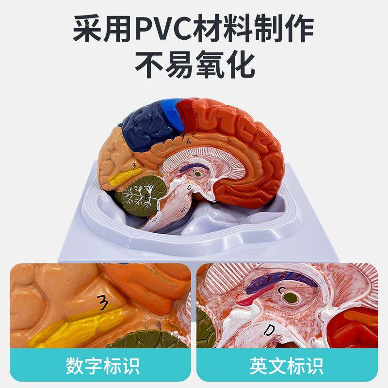 教学仿真脑模型脑分区教具脑大脑皮层标本脑分区彩色功能皮质模型,文具电教/文化用品/商务用品,教学标本/模型,淘宝优惠券,粉丝福利购,淘宝优惠卷