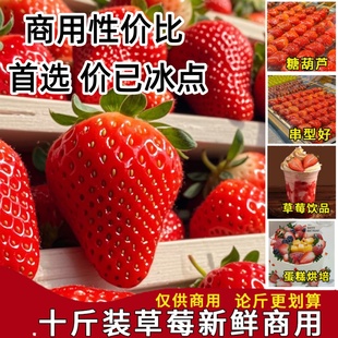 新鲜草莓糖葫芦专用商用水果应当甜蜜双流红颜非99牛奶油孕妇