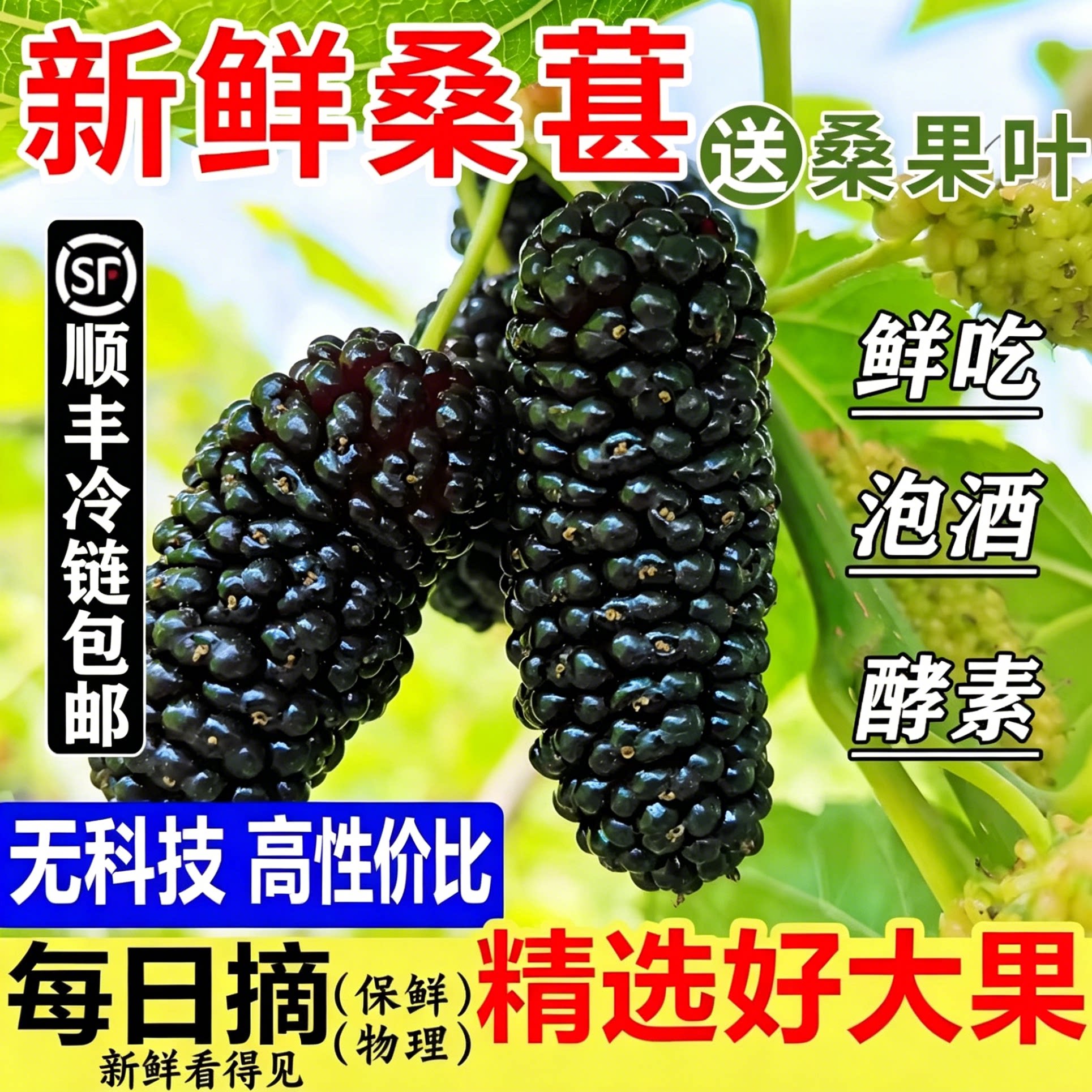 大凉山新鲜桑葚果水果现摘顺丰无沙5斤酵素泡酒熬膏酱原浆黑桑椹