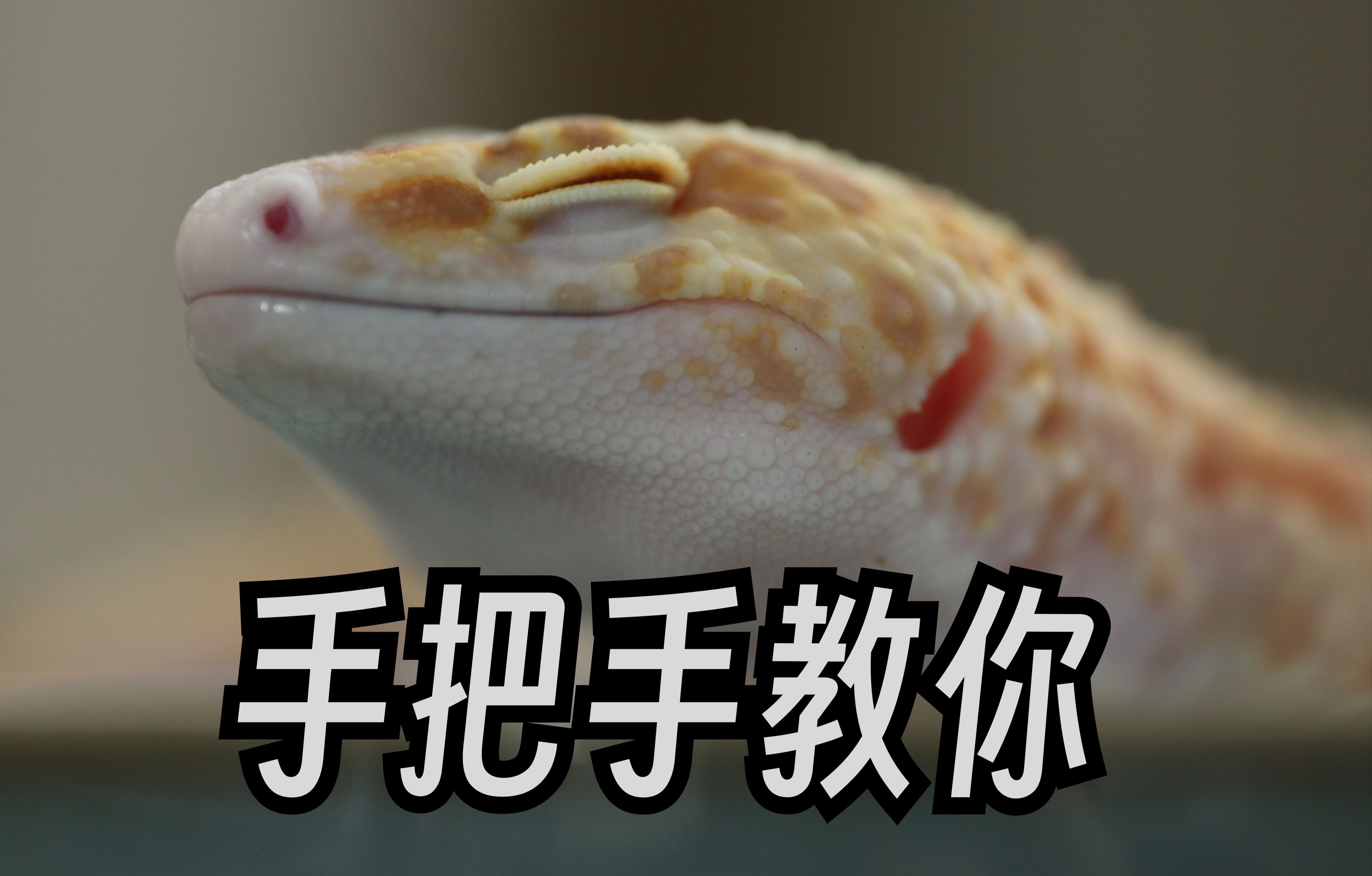 爬宠永久鉴定医疗饲养选育专拍