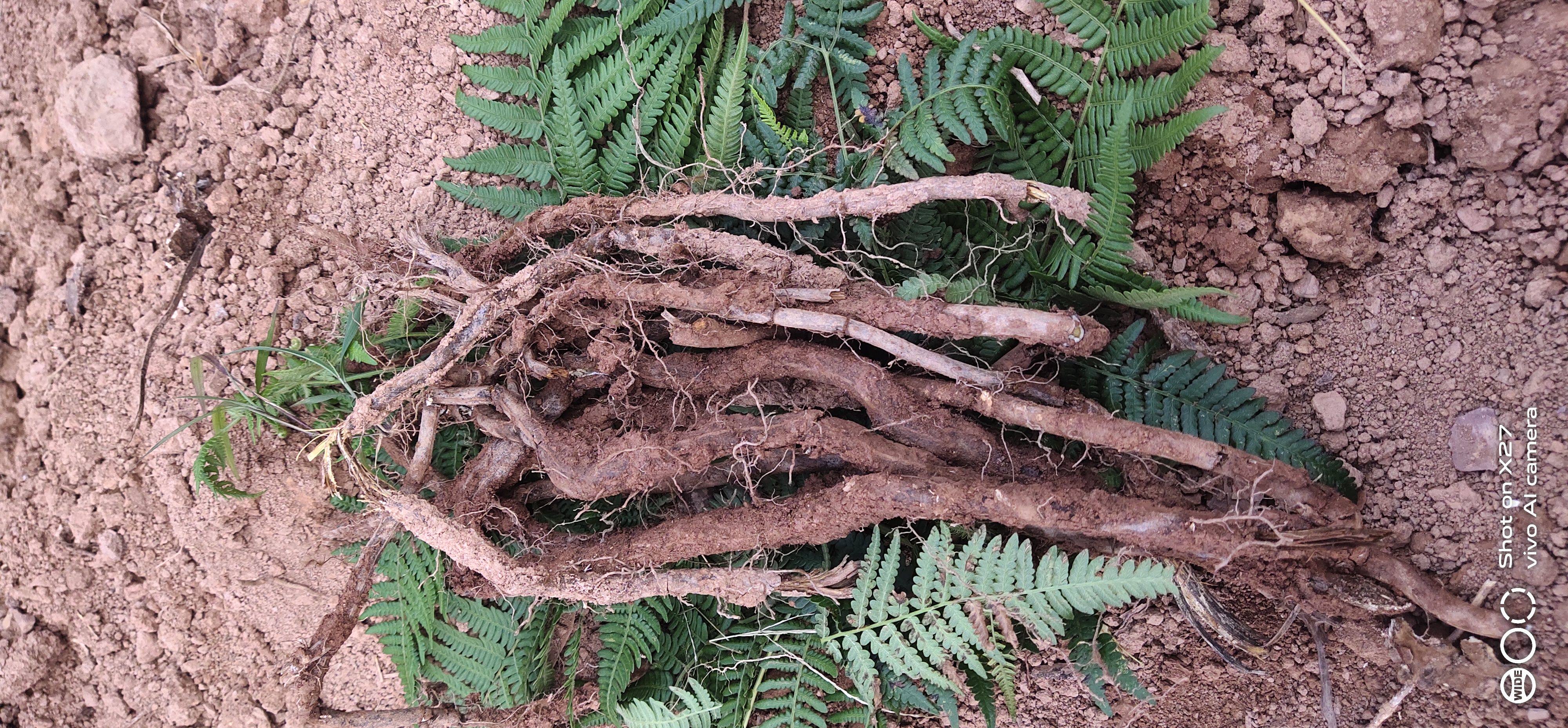 云南蕨菜根野外现挖新鲜蕨苔龙头菜蕨儿菜蕨鲜活中华食用野生