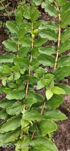 云南马桑叶马桑根百年红上天梯阿斯木马桑树乌龙须黑龙须新鲜