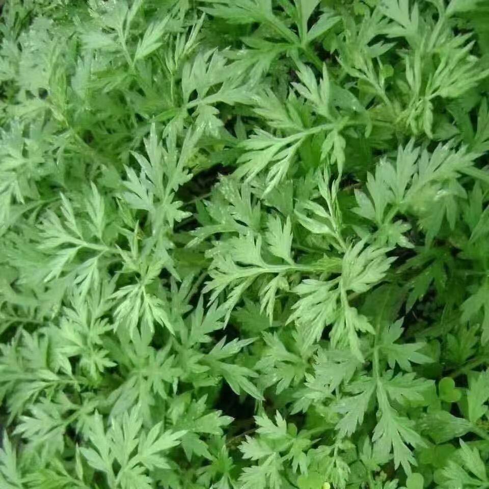 新鲜艾草艾叶 生艾叶草糍粑艾粄野生艾草叶食用清明草青团野菜