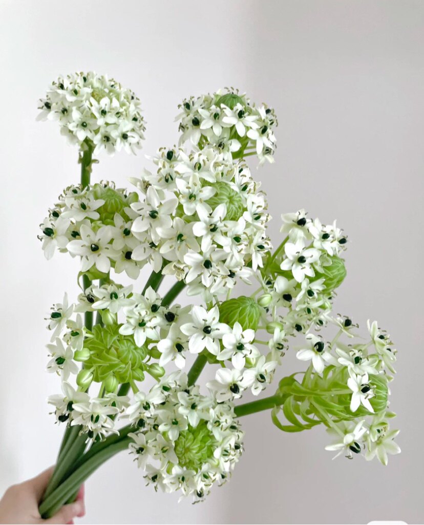 雀梅鲜花天鹅绒鲜花伯利之星云南昆明基地直发花期长礼物装饰小众