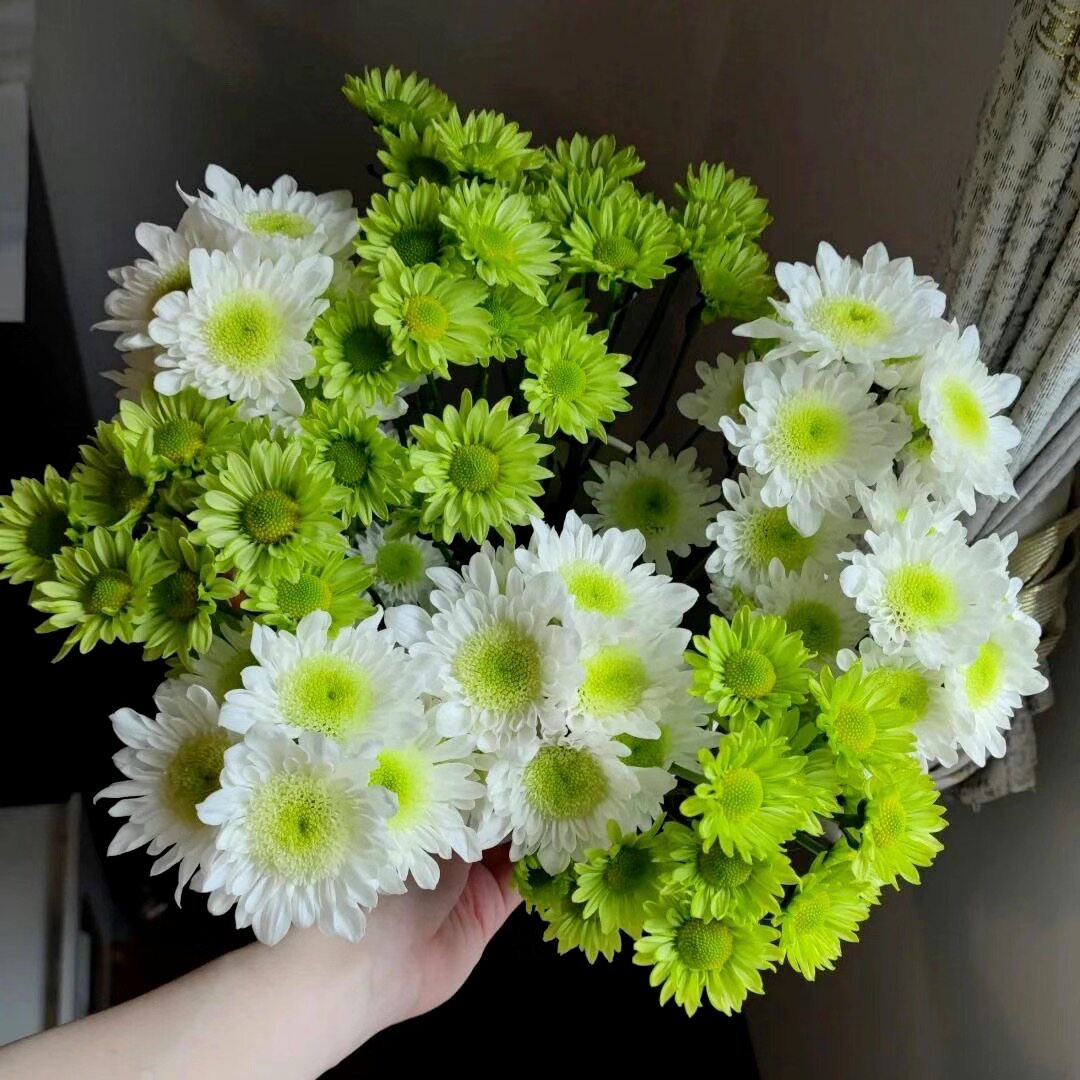 小雏菊鲜花云南基地现采直发鲜切花材家庭办公室卧室水培鲜花包邮