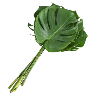 配花真花大全绿岭草草芦荀草黄莺龟背叶栀子高山羊齿喷泉草婚庆花