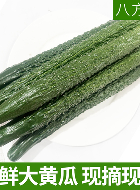 八方美 寿光新鲜蔬菜现摘现发带刺长黄瓜生吃绿色健康果蔬5斤