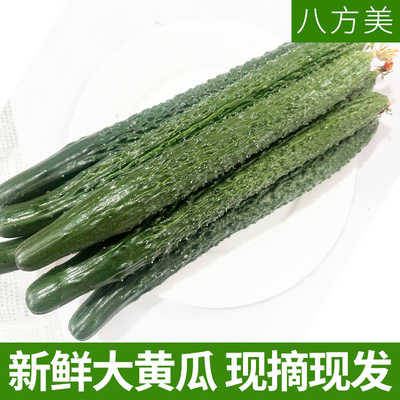 现摘现发带刺新鲜黄瓜3斤装