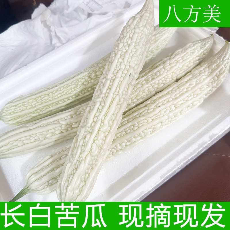 八方美 长白苦瓜 新鲜苦瓜 白苦瓜 现摘现发