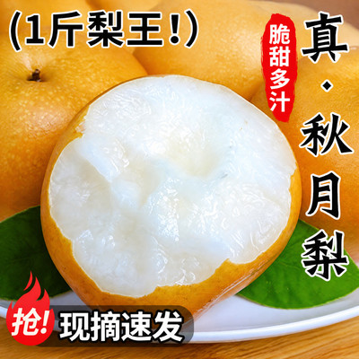 【仅限1单】秋月梨6枚装限时疯抢