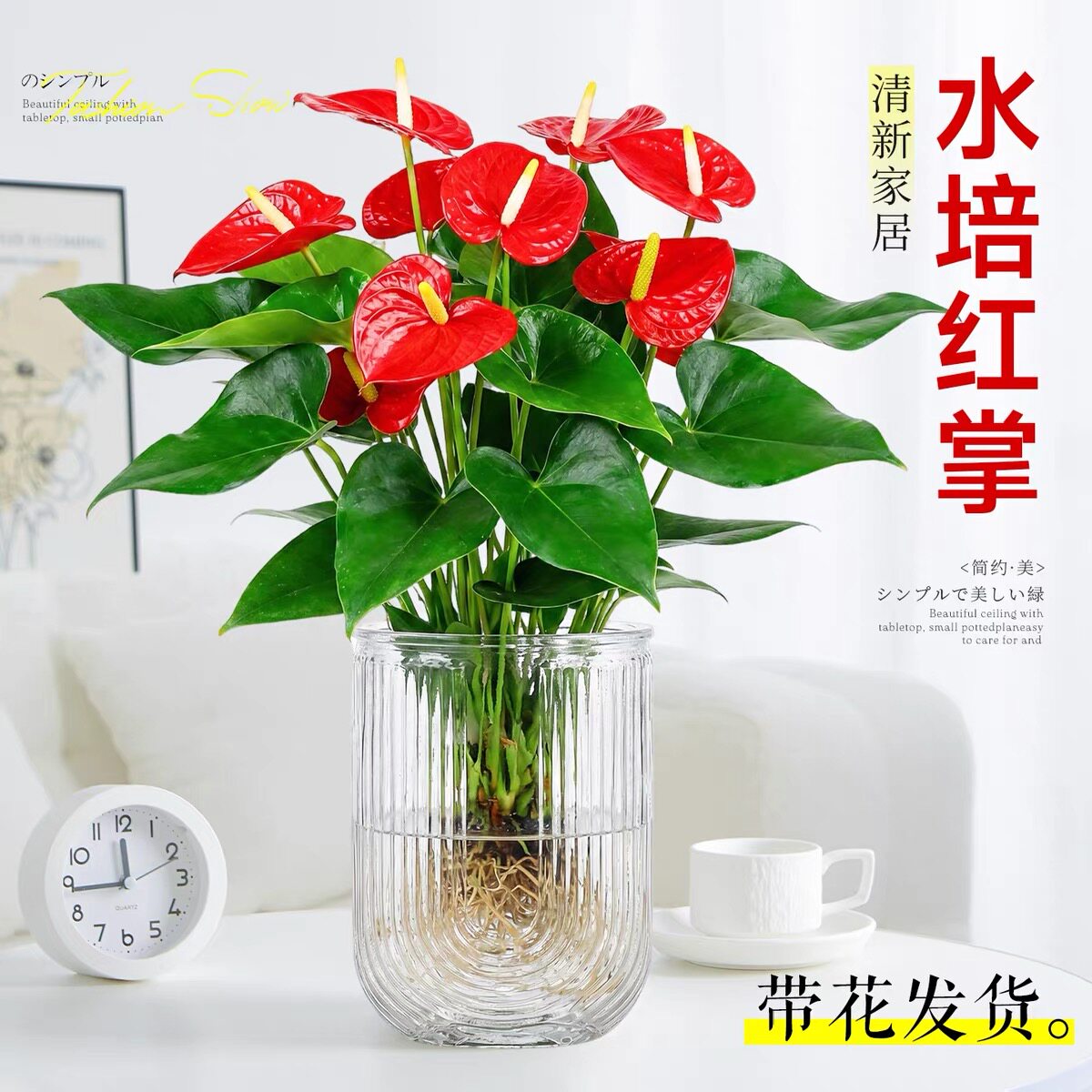 水培红掌盆栽带花植物室内客厅旺宅小绿植办公室桌面好养粉掌白掌