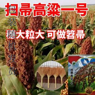 笤帚高粱种子红缨子红糯高粱种子酿酒原料矮生高产抗旱高粱种子