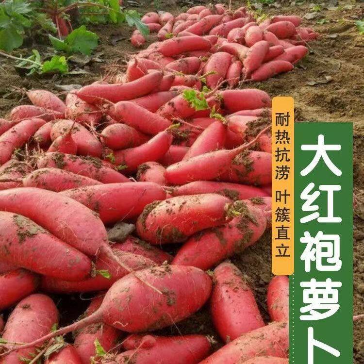 大红袍萝卜种子春不老不糠心满身红皮白心萝卜种子耐寒耐储存