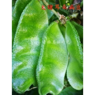 大肉绿眉豆猪耳朵扁豆种子种籽南方四季豆角梅豆角梅豆孑架豆菜豆