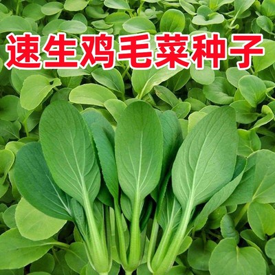 速生鸡毛菜种子小油菜小白菜生长快易种植盆栽阳台庭院耐热抗寒