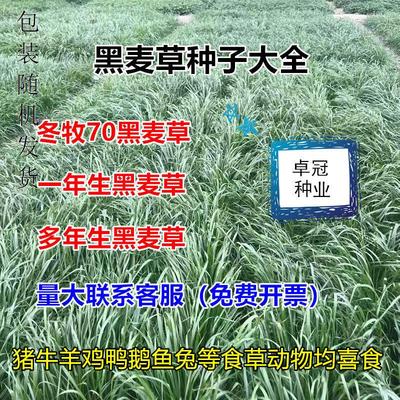 宽叶四倍体黑麦草进口草籽鱼草籽种耐寒高产牧草种子家禽均可喂养