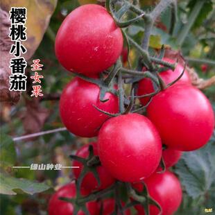 超甜红圣女小番茄种子瀑布樱桃西红柿种籽矮生盆栽黄水果蔬菜种孑