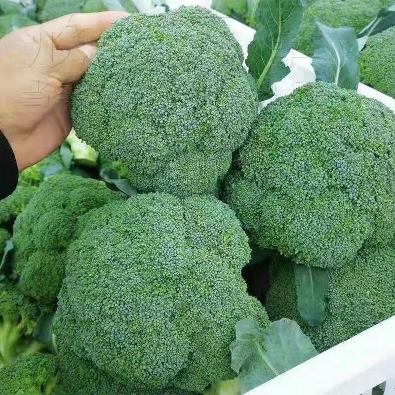 西兰花菜种子松花菜种籽花椰菜高产花菜种孑春秋四季蔬菜