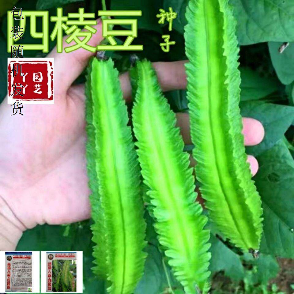 海南四棱豆种子春季四角豆皇帝豆种籽盆栽庭院爬藤四季豆蔬菜种孑