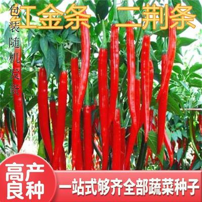 红线椒种子美人椒辣椒种籽青红干椒二金条二荆条香辣包邮红金条