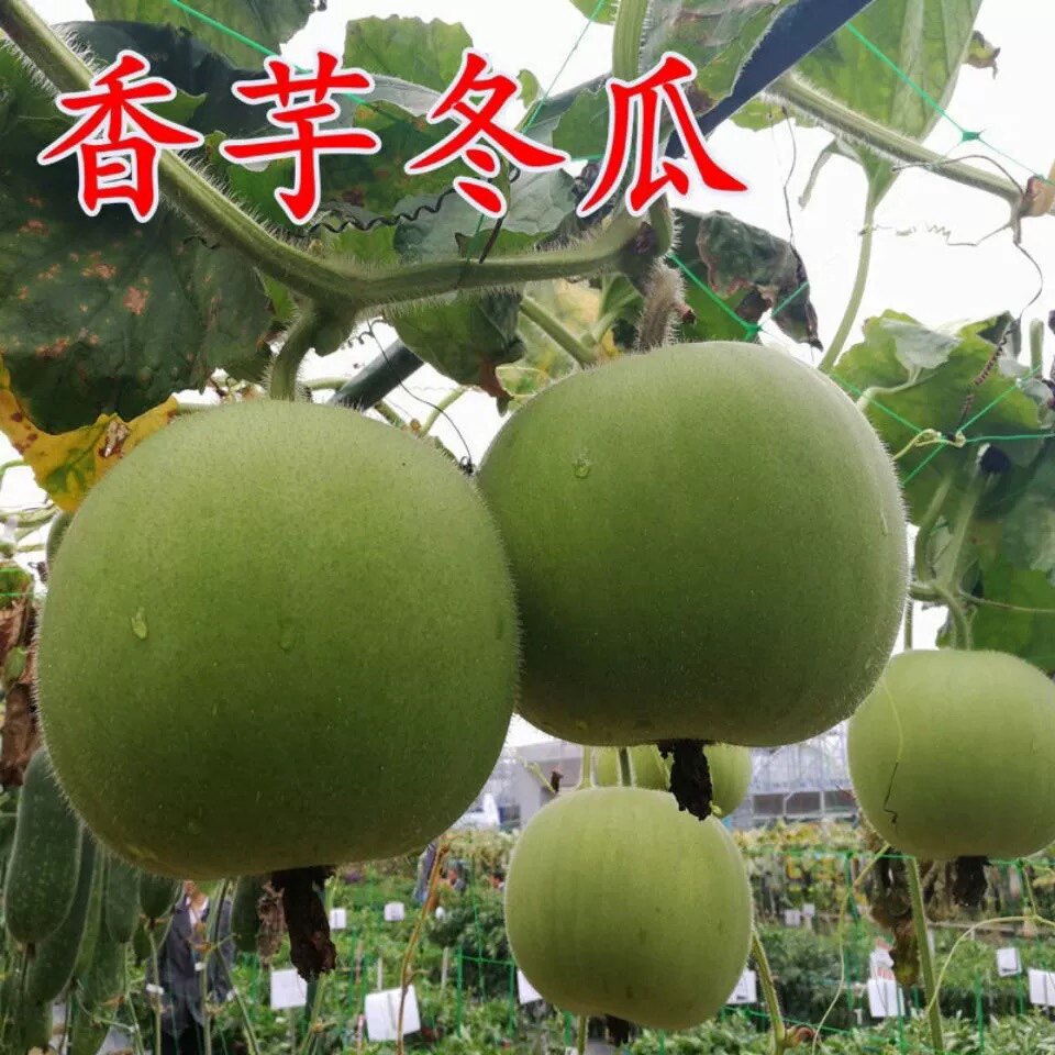 香芋小冬瓜种子芋头香味白粉皮冬瓜种籽肉厚肉细腻春季四季播高产