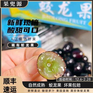蛟龙果珍宝果非嘉宝果新鲜当季水果葡萄黑珍珠罕见稀有水果顺丰