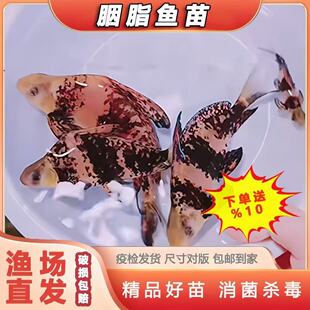 胭脂鱼苗一帆风顺鱼苗美人鱼淡水冷水鱼养殖食用高档观赏鱼清洁鱼