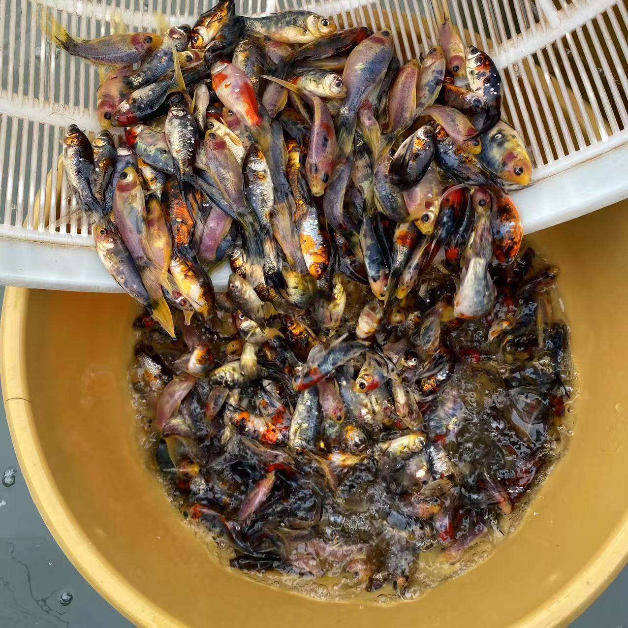 观赏鱼五花兰花草金好养耐活养不死懒人小金鱼批发冷水自来水可养,宠物/宠物食品及用品,鱼,淘宝优惠券,粉丝福利购,淘宝优惠卷