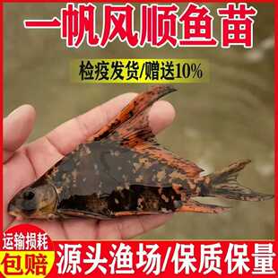 一帆风顺胭脂鱼苗冷水淡水清道夫观赏鱼活体垃圾鱼好养清洁工具鱼