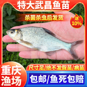 淡水鳊鱼苗武昌鱼苗三角鲂鱼团头鲂三角边活体沙边耐活鳊鳊鱼苗
