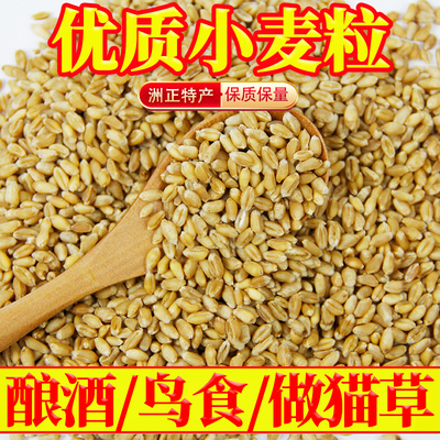优质小麦粒100斤酿酒好粮东北麦子50kg喂鸡鸽粮5斤鸟食20斤特价