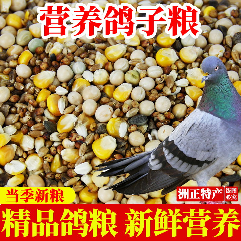 有玉米鸽子粮20斤特价鸽粮50kg鸽粮鸟食清仓100斤精品无玉米5斤 畜牧/养殖物资 饲料原料 原图主图