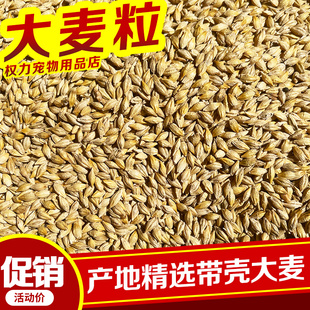 新大麦粒5斤带壳皮做鸽粮麦芽糖大麦茶原料种子发芽苗榨汁可酿酒