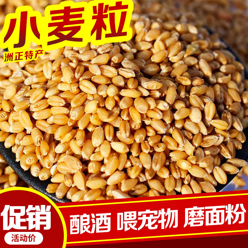 东北新鲜小麦粒特价品质好图片