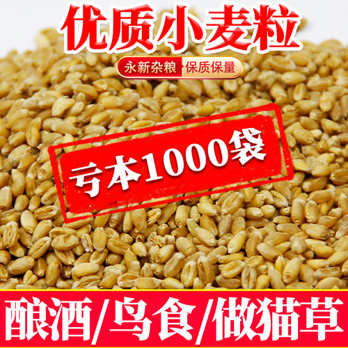 洲正优质酿酒小麦鸽粮鸟食促销