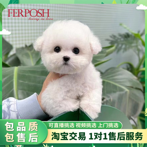 茶杯犬金毛活体韩系长不大比熊狗