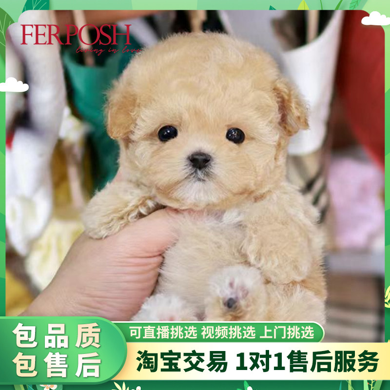 小型犬纯种香槟色活物