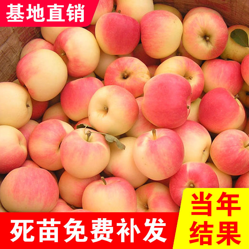 东北正宗123沙果树苗 嫁接幺二三沙果耐寒品种盆栽地栽南北方种植