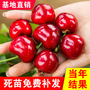 大连樱桃树苗嫁接樱桃苗盆栽地栽辽宁品种樱桃南北方种植大连樱桃