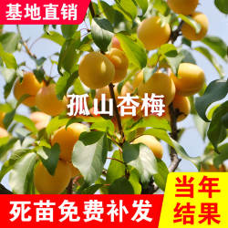 孤山杏梅果树苗嫁接特大杏子苗南北种植耐寒盆栽地栽杏梅当年结果